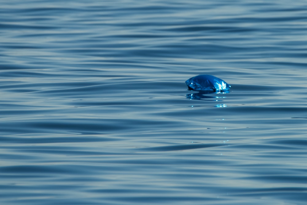eine blaue Flasche, die auf einem Gewässer schwimmt