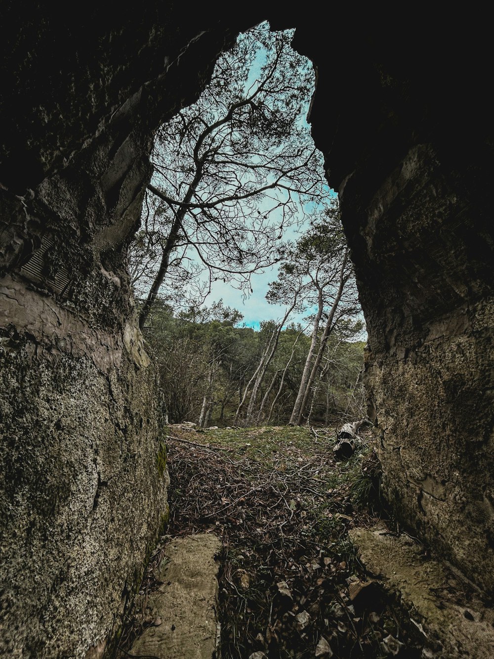 a view of a forest through a cave