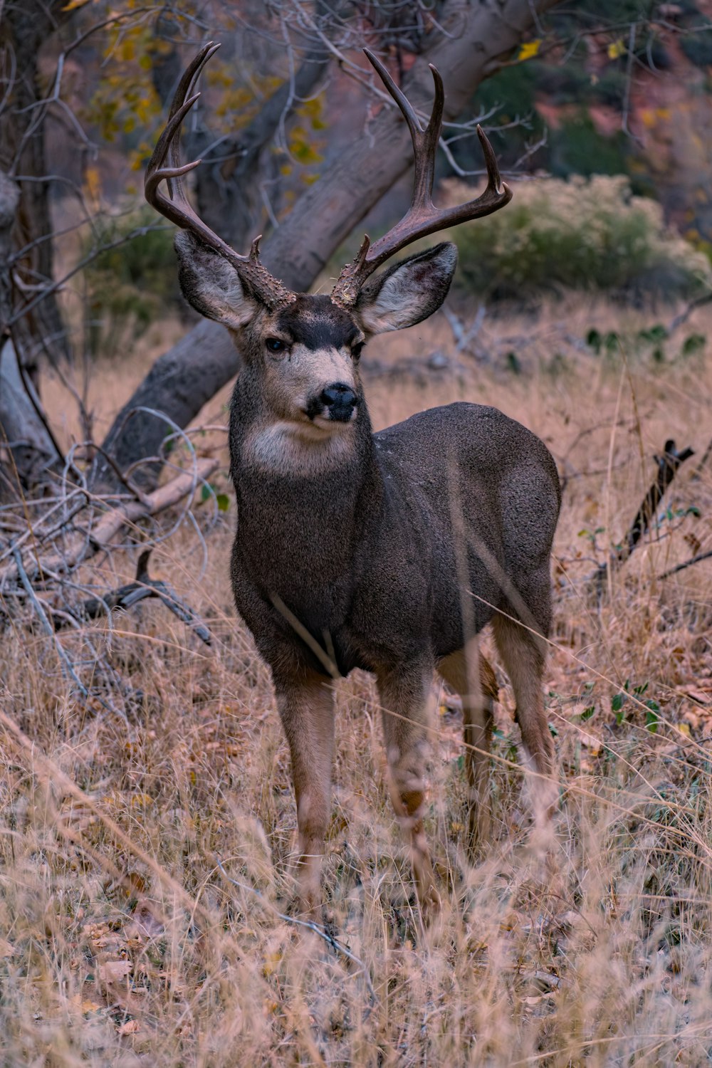 a deer standing in a field of tall grass