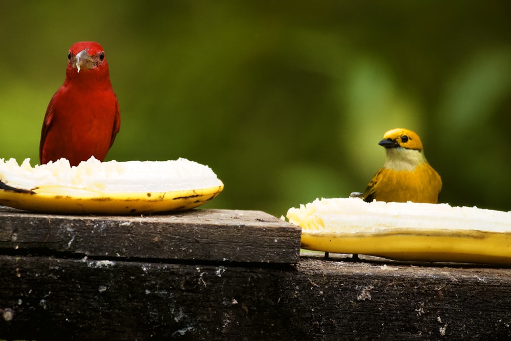 a red bird sitting on top of a banana