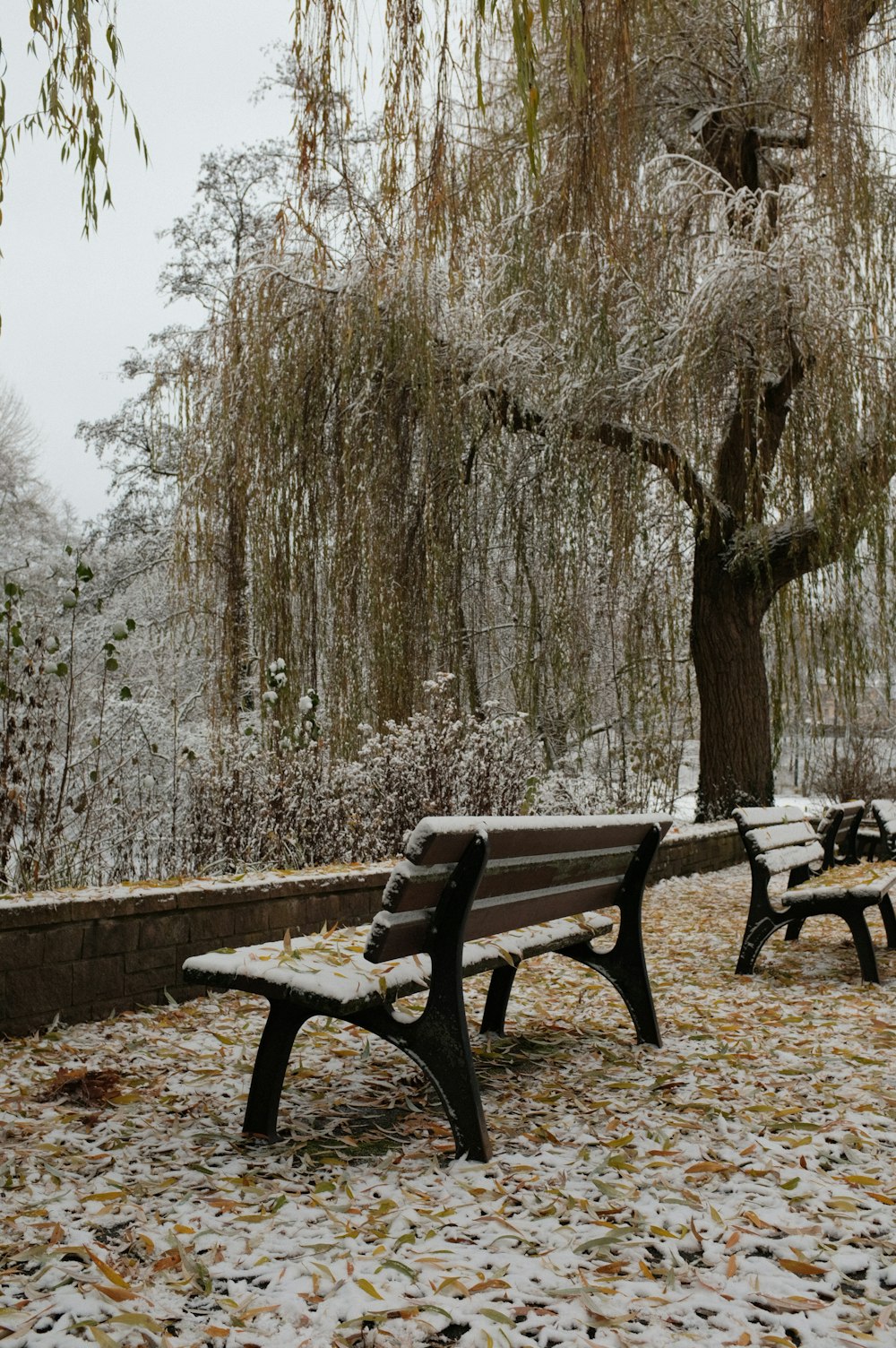 a couple of benches sitting under a tree covered in snow