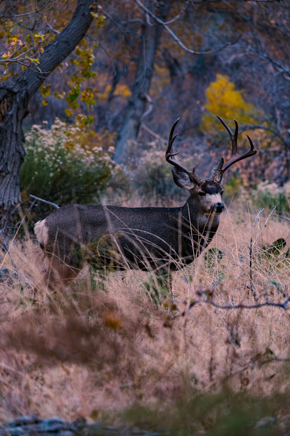 a deer is standing in the tall grass