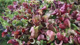 A dense cluster of pitcher plants with vibrant colors, featuring a mix of green and deep red hues. The plants have tubular structures with veined patterns, growing among some small patches of moss and other greenery.