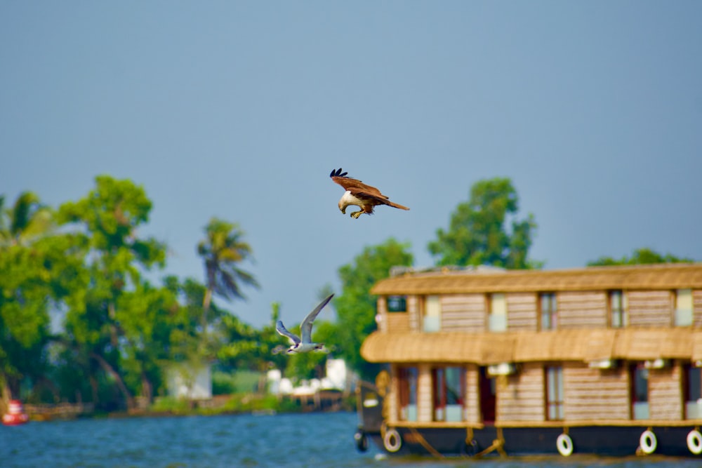 a large bird flying over a body of water