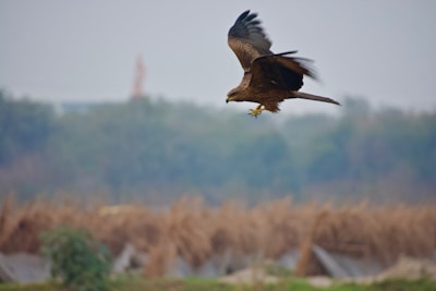 Image of a majestic Gavilán hawk soaring over the Llanos plains, representing the Gavilán 400 mb internet plan.