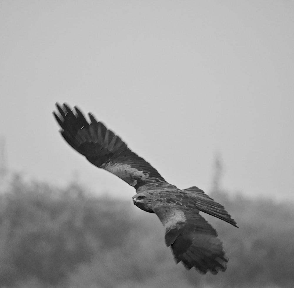 a black and white photo of a bird flying