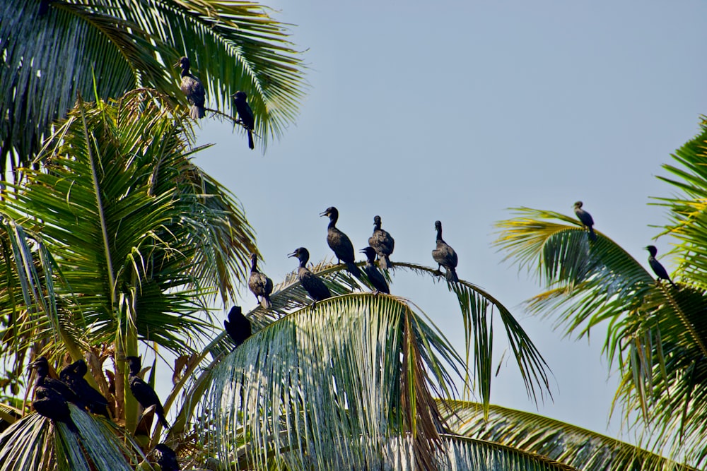ヤシの木の上に座る鳥の群れ