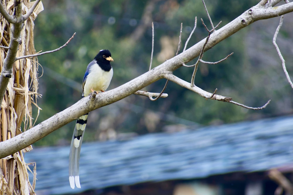 a black and white bird perched on a tree branch