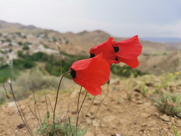 a couple of red flowers sitting on top of a dirt field
