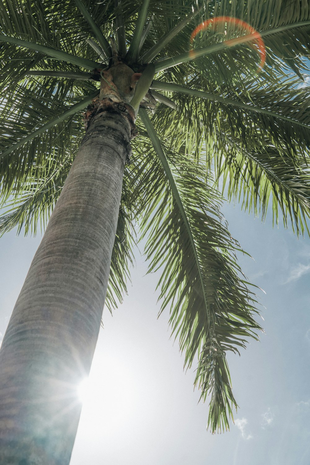 a palm tree with the sun shining through it