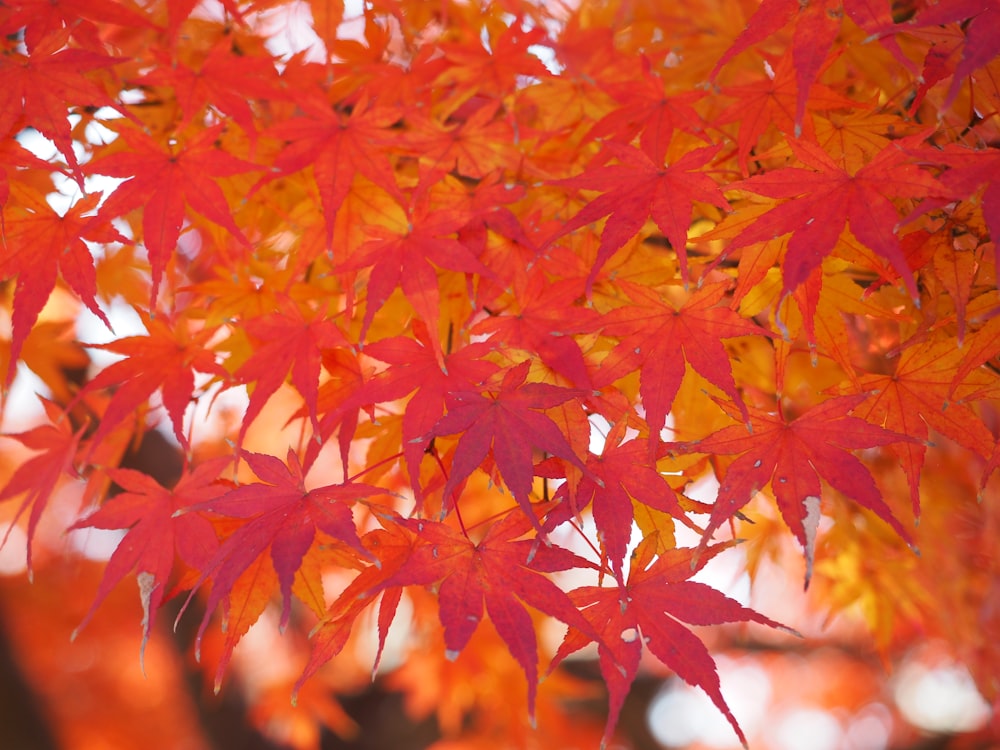 a close up of a tree with red leaves