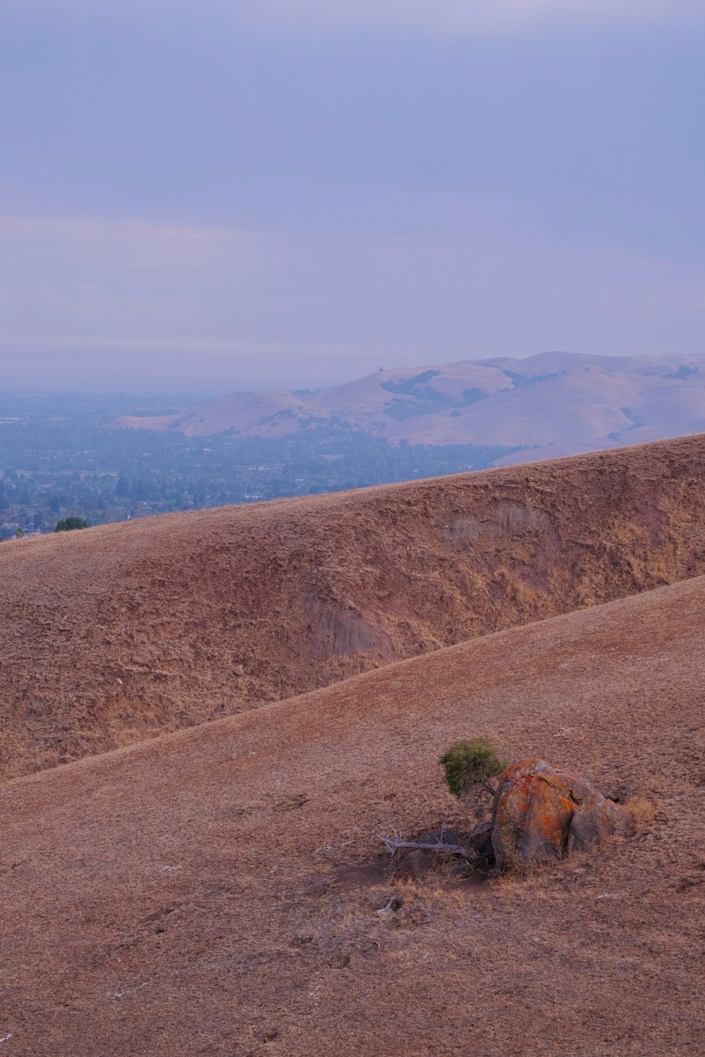 a lone tree in the middle of a desert