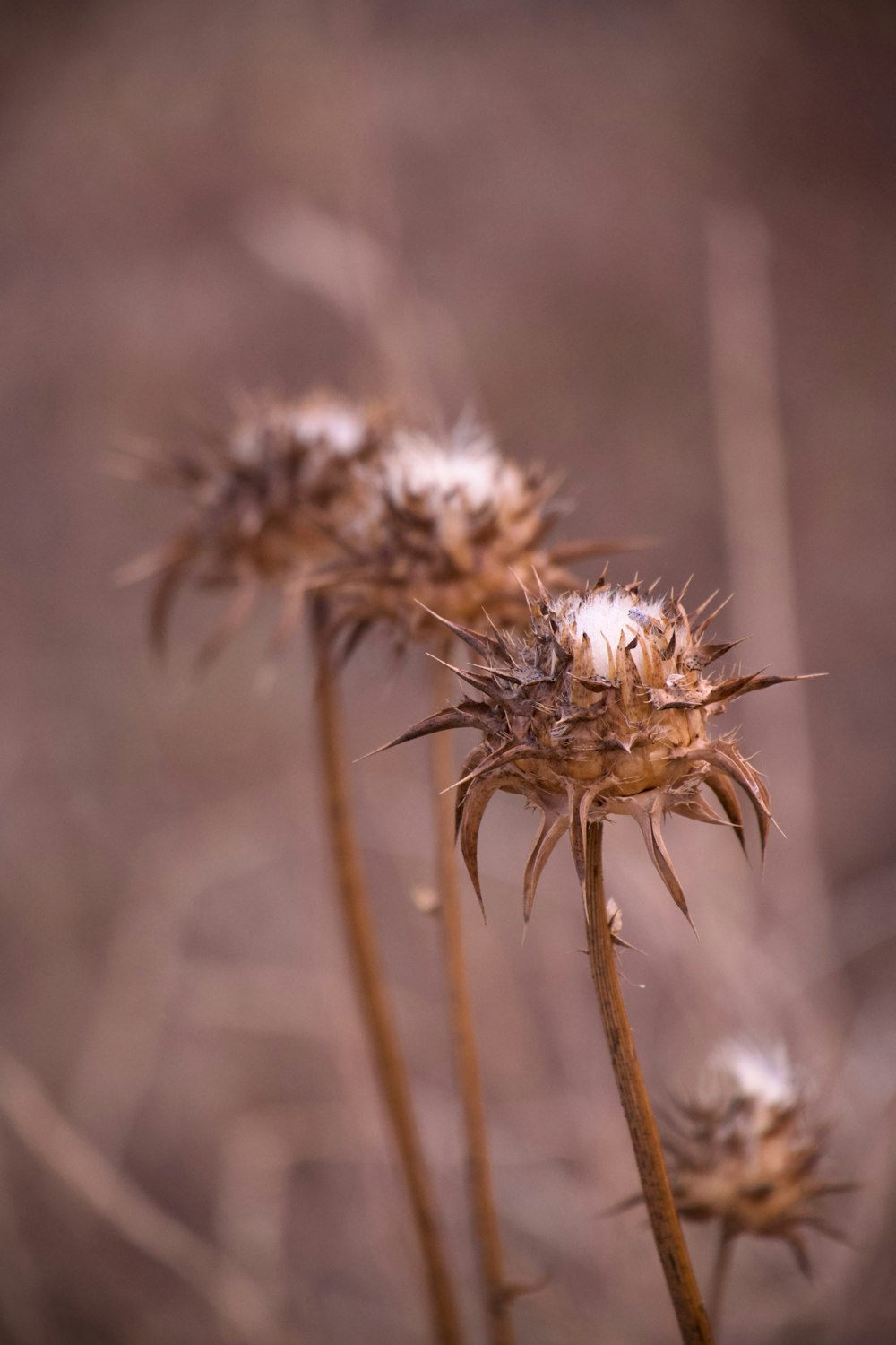 a close up of a bunch of flowers in a field