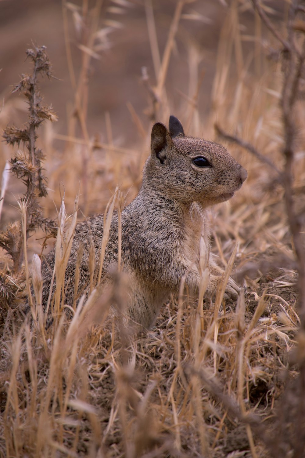 a small squirrel sitting in the middle of a field