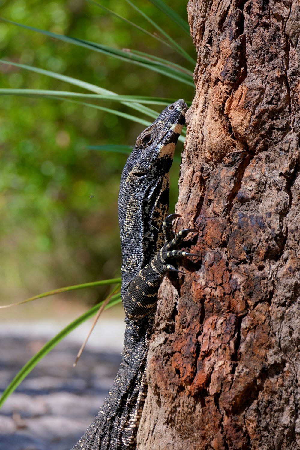 a lizard is climbing up the side of a tree