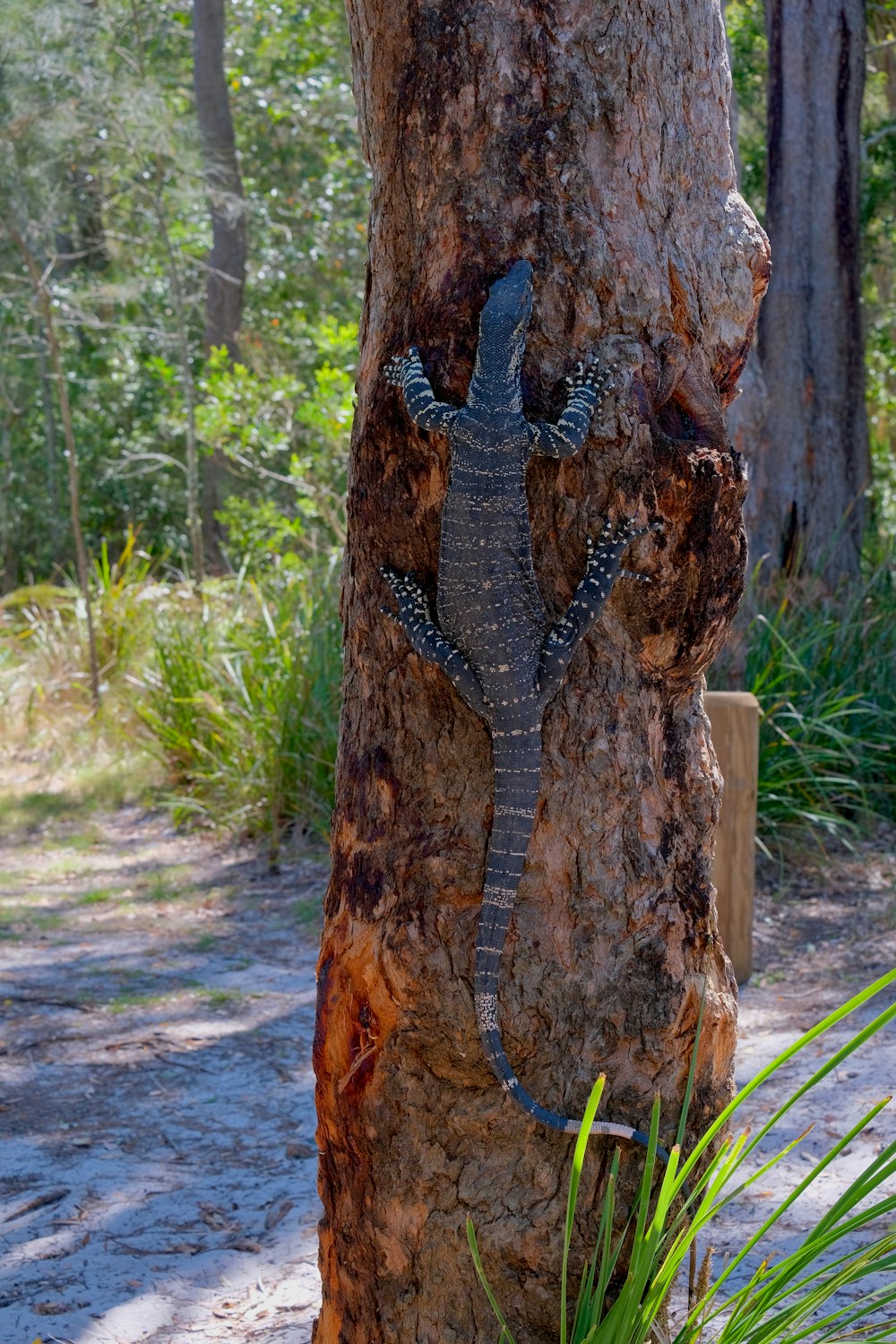 a lizard is climbing up the side of a tree