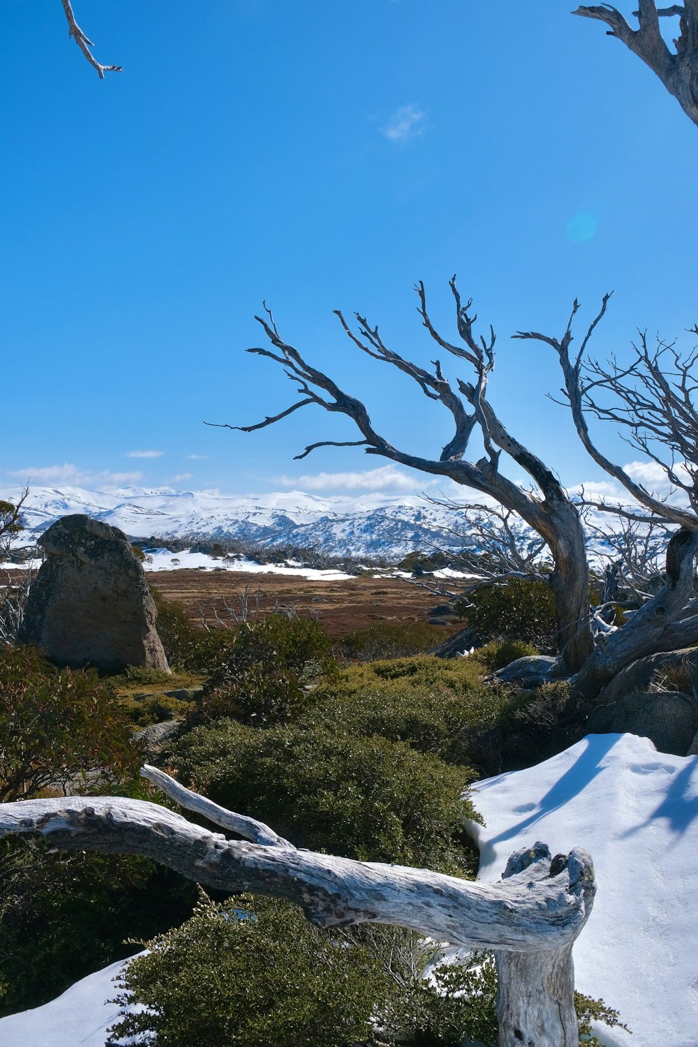 ein Baum, der im Schnee steht