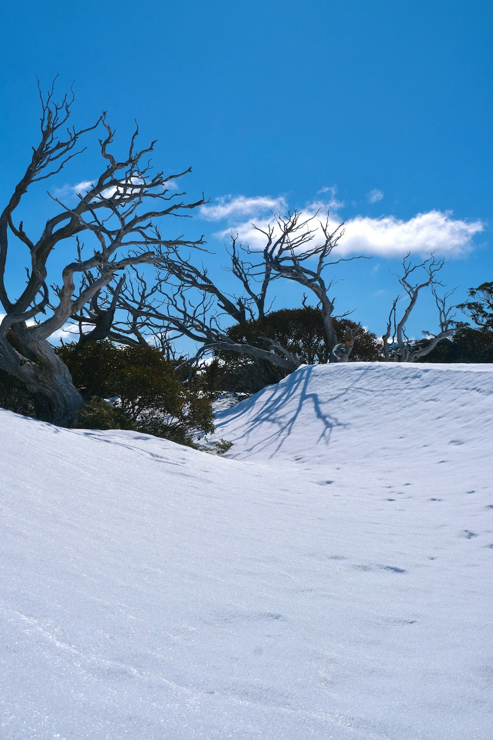 木々を背景にした雪に覆われた丘
