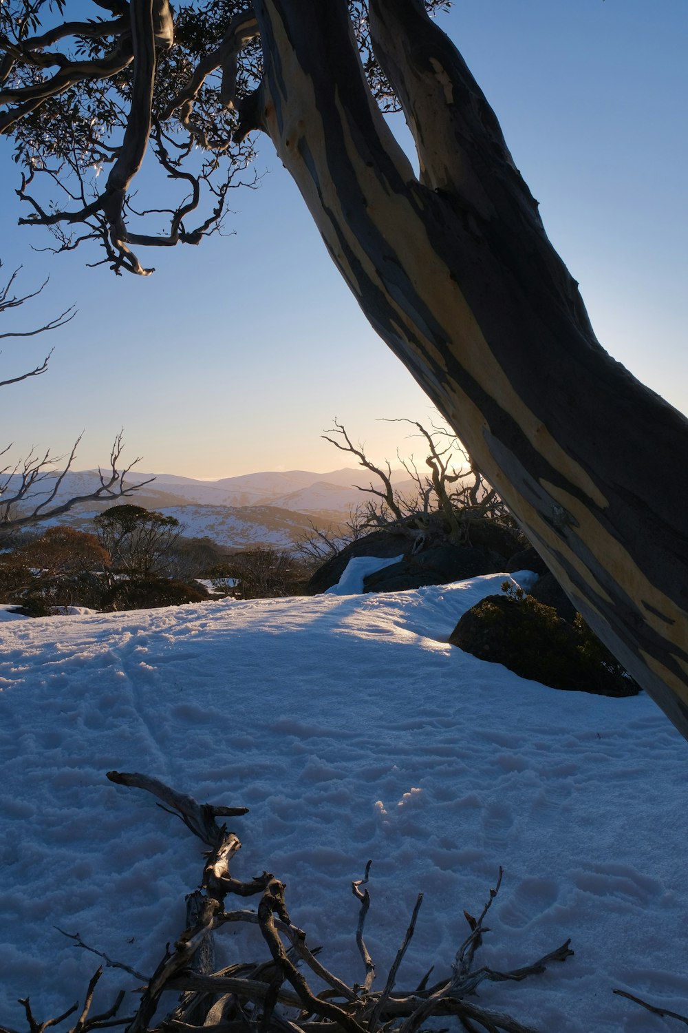 a snow covered ground with a tree in the background