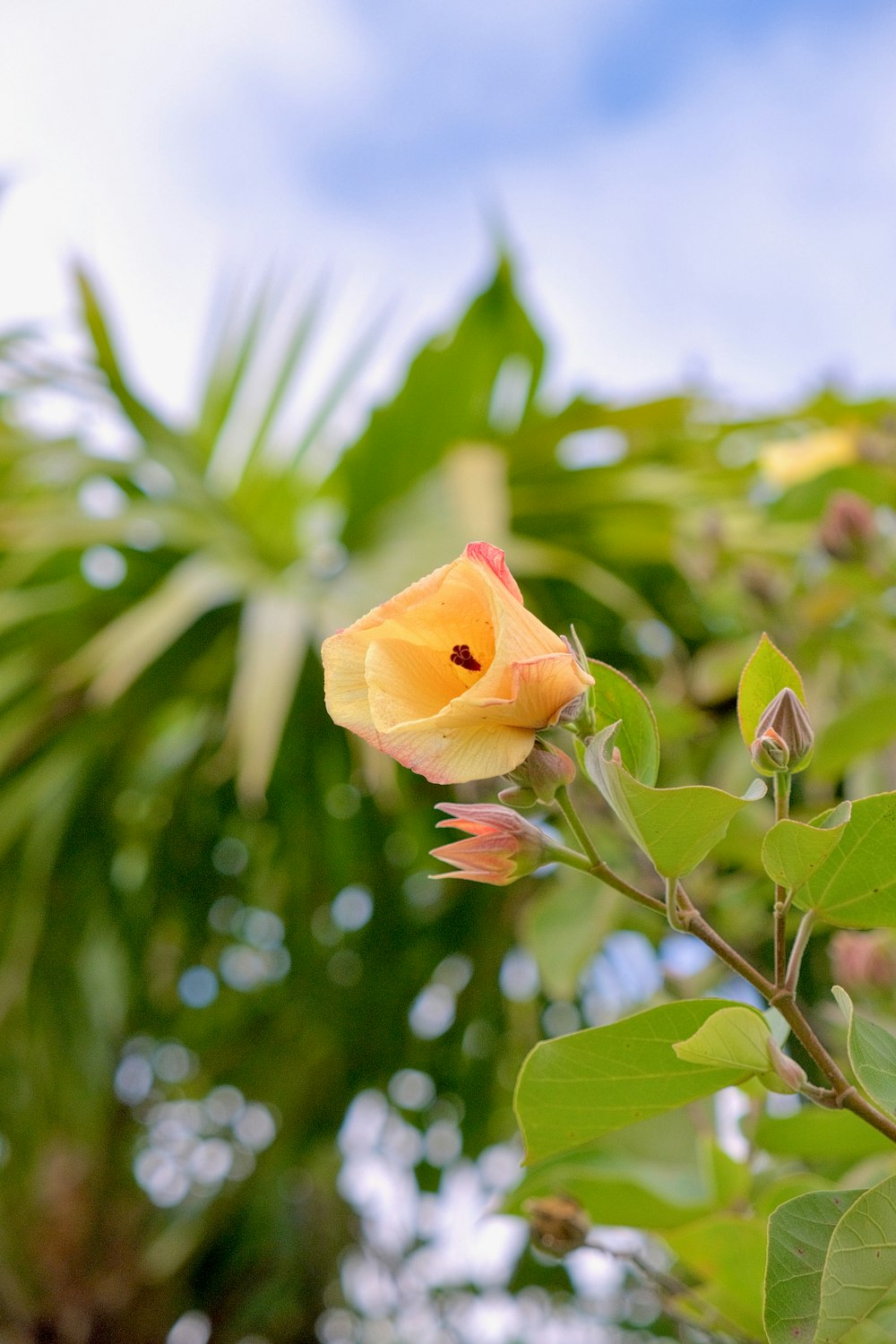 a yellow flower is blooming on a tree branch