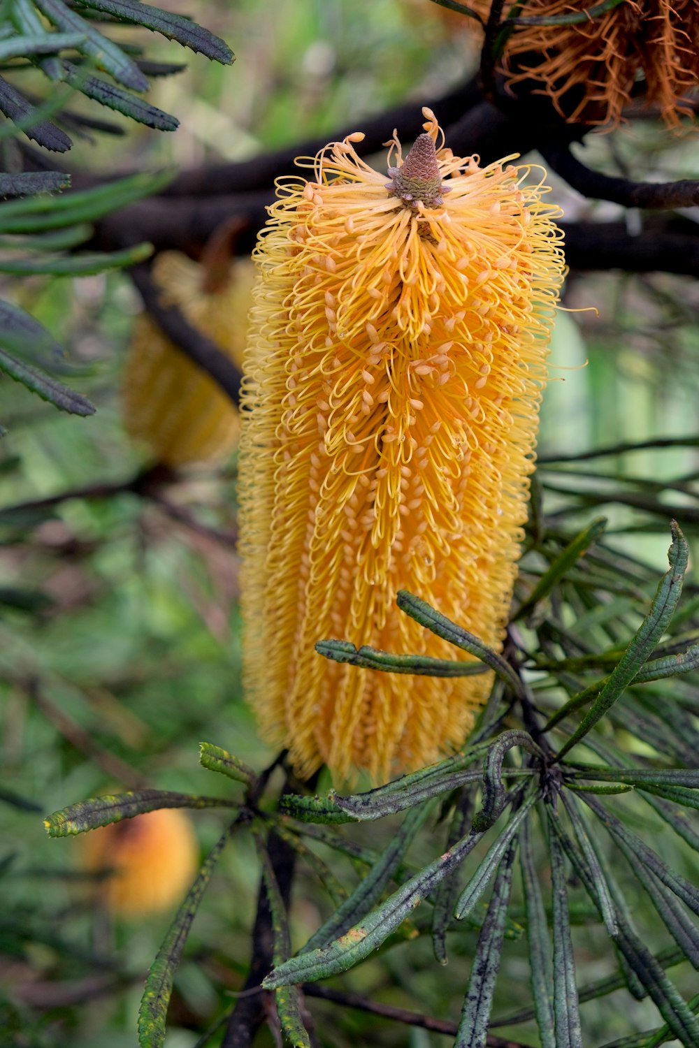 a close up of a yellow flower on a tree