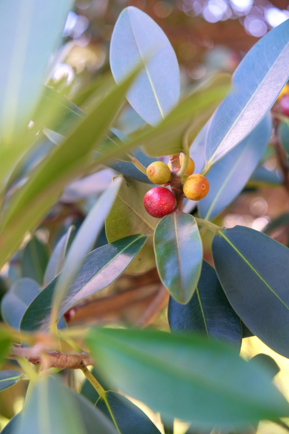 a close up of leaves and berries on a tree