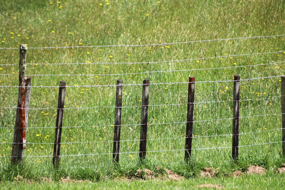 a black and white bird sitting on top of a grass covered field