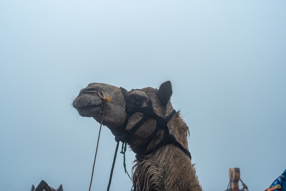 a close up of a camel with a harness on