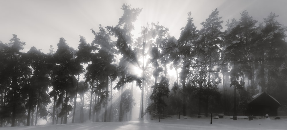 a black and white photo of a snow covered forest