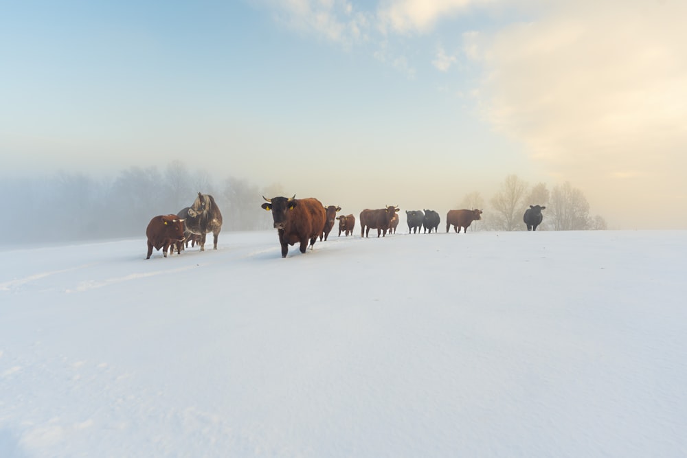 a herd of cattle walking across a snow covered field