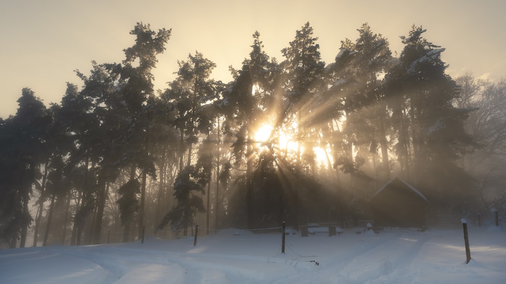 the sun is shining through the trees in the snow