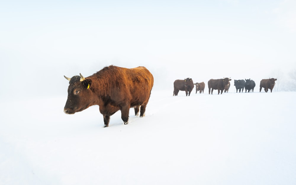 a herd of cattle walking across a snow covered field