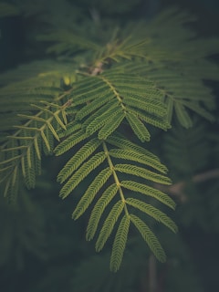 A serene botanical illustration blending lush green leaves with subtle cultural motifs.