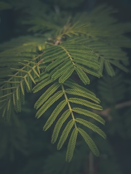 A serene botanical illustration blending lush green leaves with subtle cultural motifs.