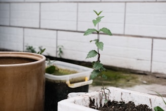 A small, potted plant with green leaves is growing in a rectangular white planter. It is placed on a concrete surface near a larger brown pot and a plastic container with moss or algae. The background consists of a white tiled wall, creating an urban garden setting.