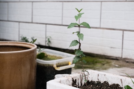 A small, potted plant with green leaves is growing in a rectangular white planter. It is placed on a concrete surface near a larger brown pot and a plastic container with moss or algae. The background consists of a white tiled wall, creating an urban garden setting.