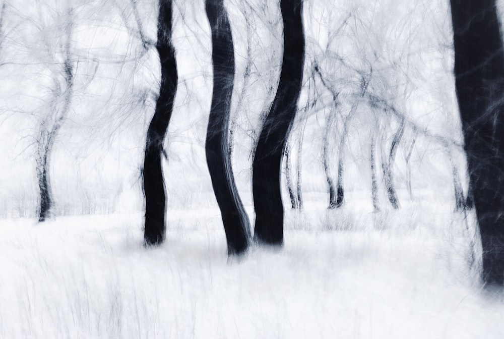 a black and white photo of trees in the snow