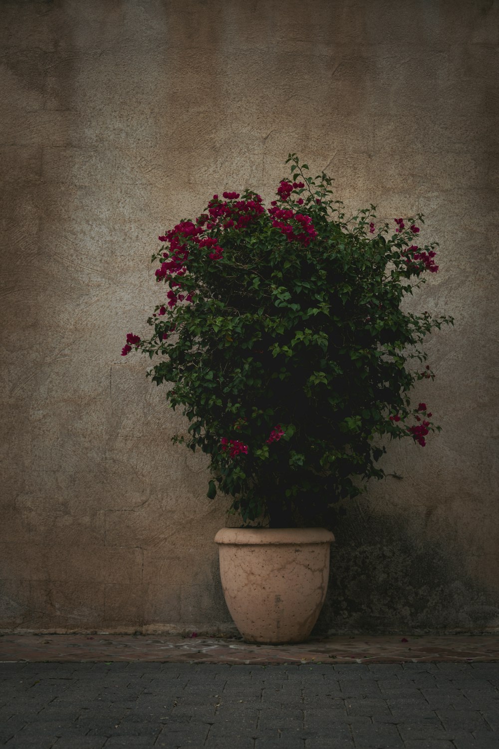 a potted plant with red flowers on a sidewalk