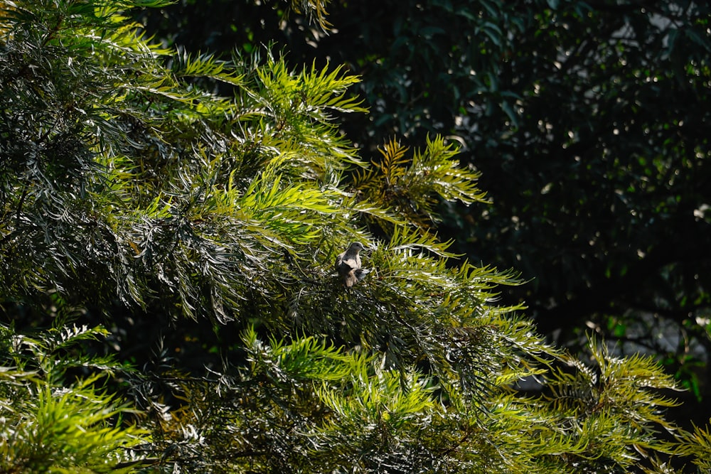 a bird is perched on a tree branch