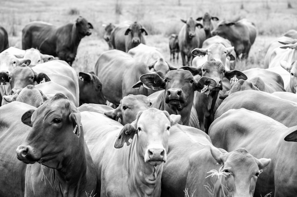 a herd of cattle standing on top of a grass covered field