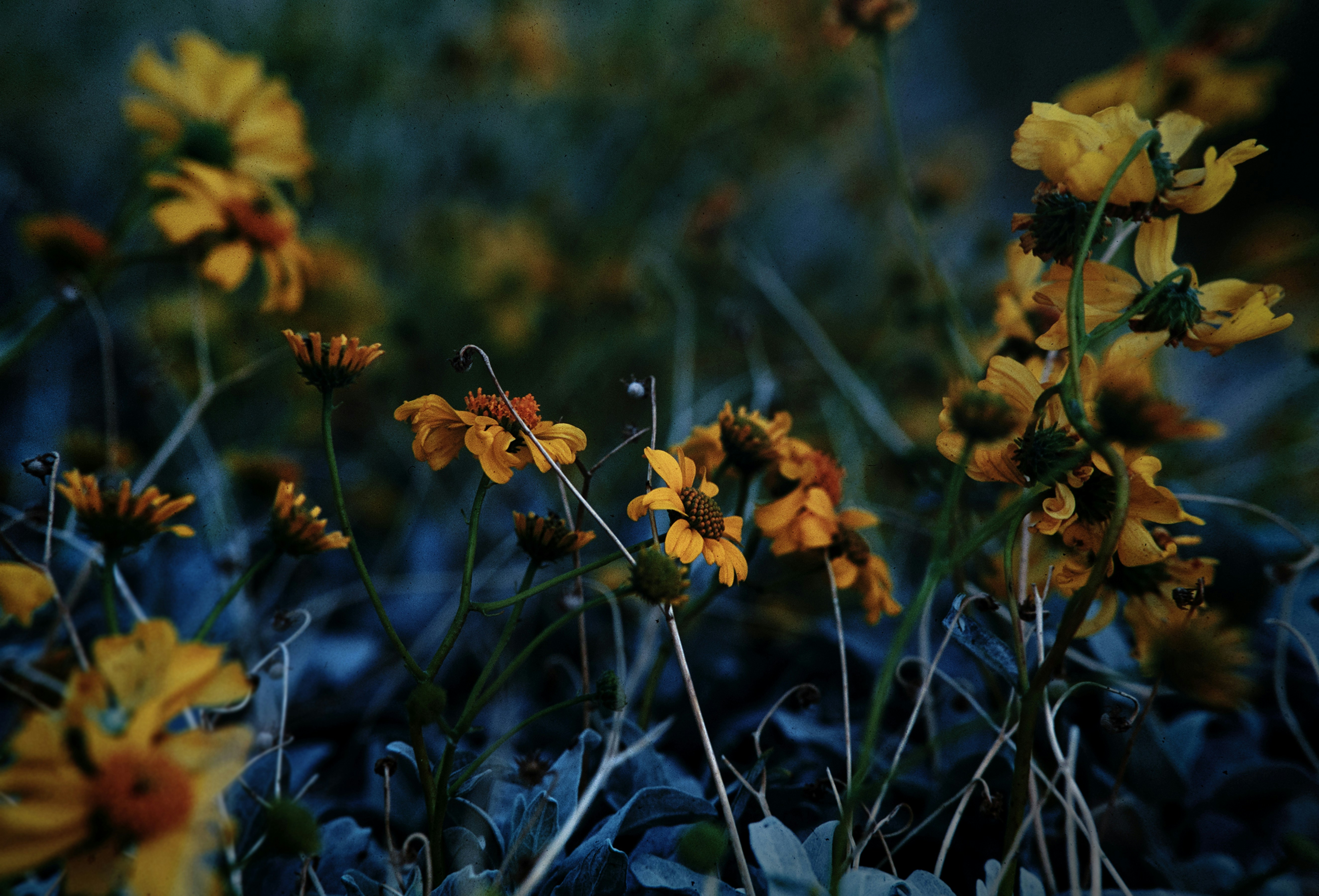 Photo by joehburr