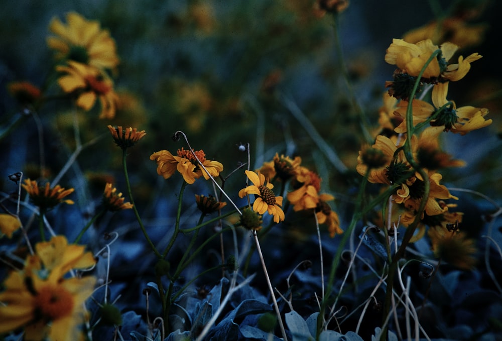 a bunch of yellow flowers that are in the grass