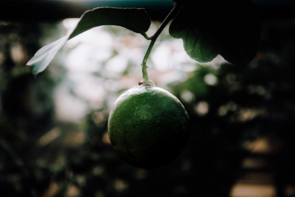 a close up of a green fruit hanging from a tree
