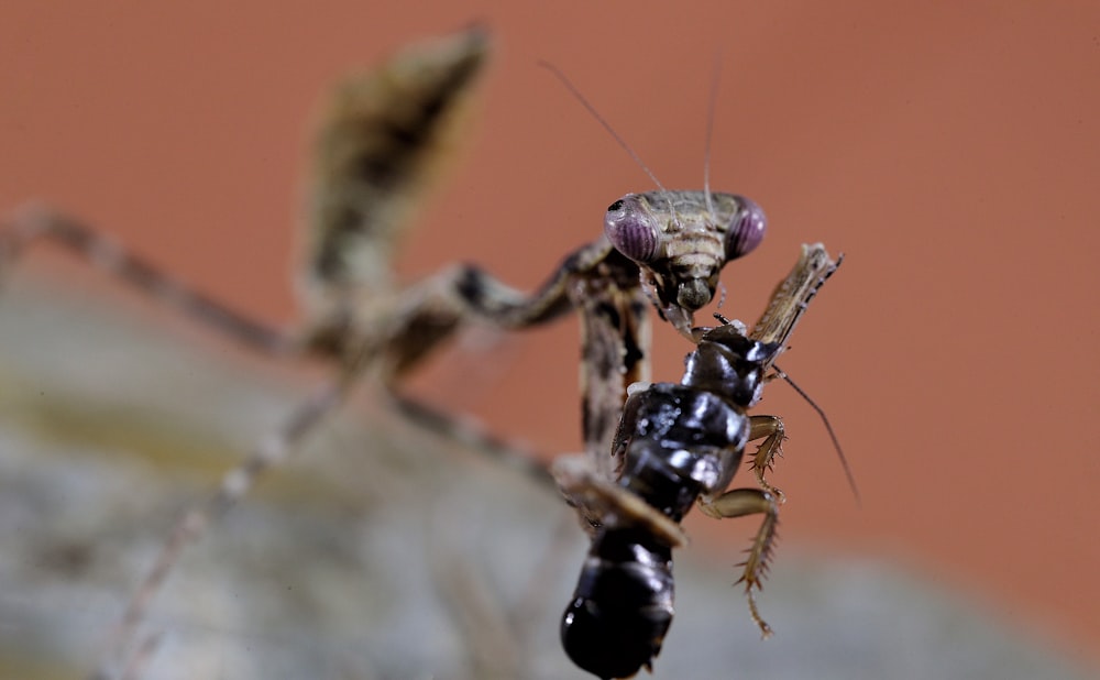 Un primer plano de una mantisa religiosa en una roca