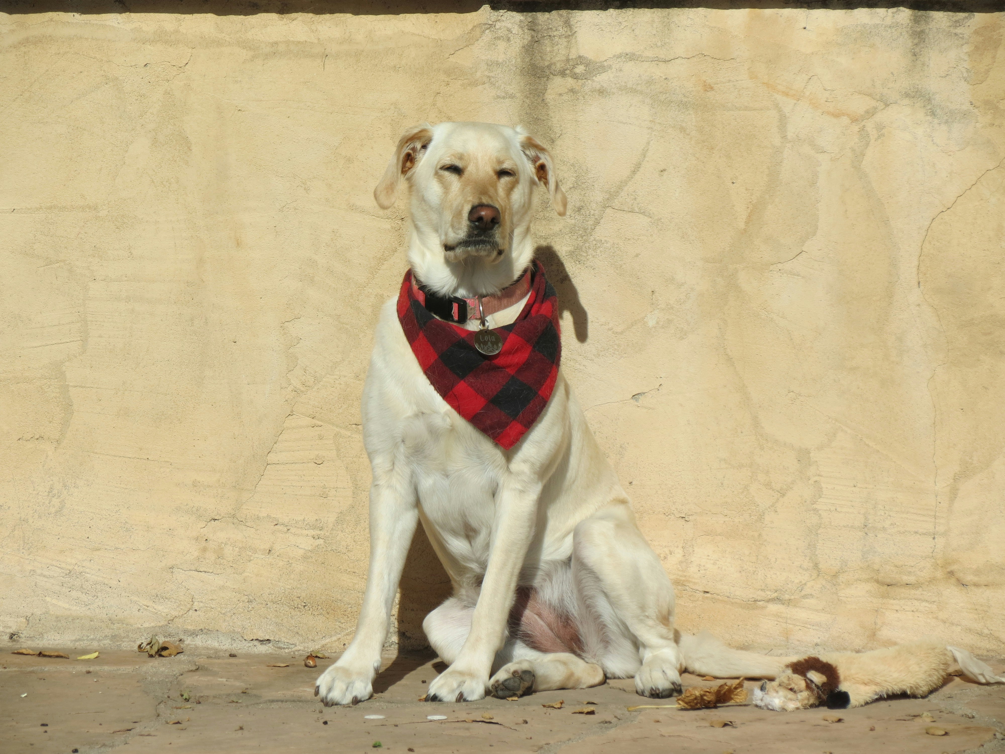 a white dog wearing a red and black plaid bandana