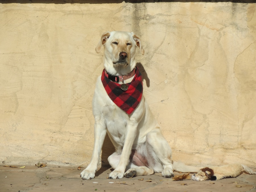 Labrador Retriever portrait