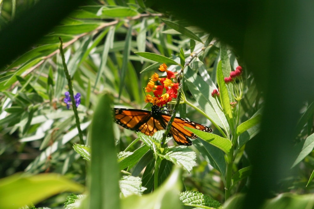 a butterfly that is sitting on a flower