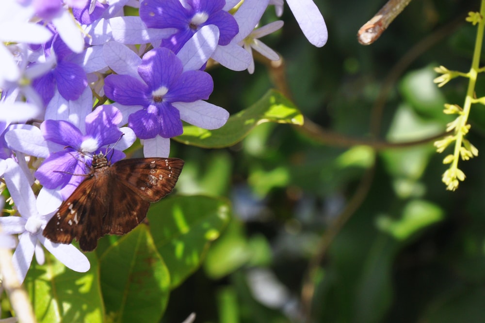 ein brauner Schmetterling, der auf einer violetten Blume sitzt