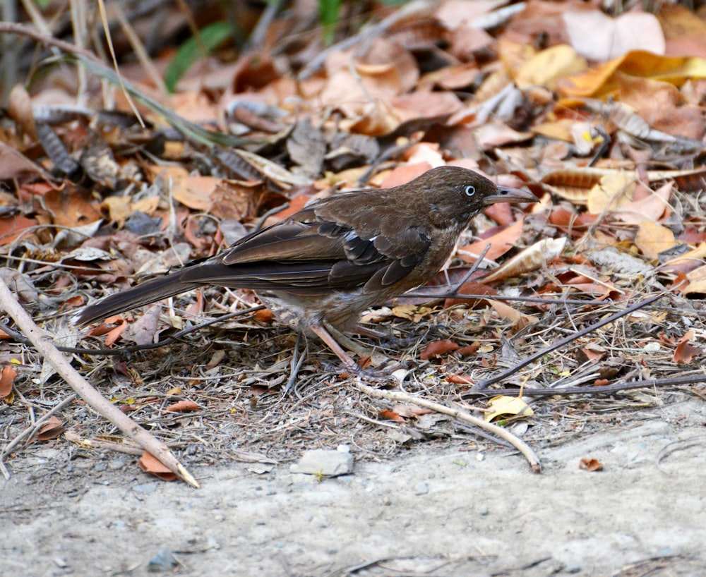 Ein kleiner Vogel steht auf dem Boden