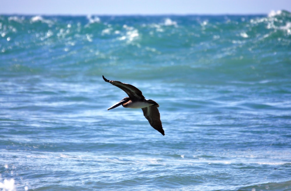 Un uccello che vola sopra uno specchio d'acqua